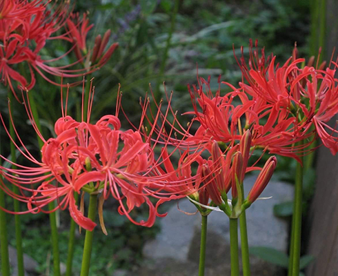 永代にわたってご供養いたします
