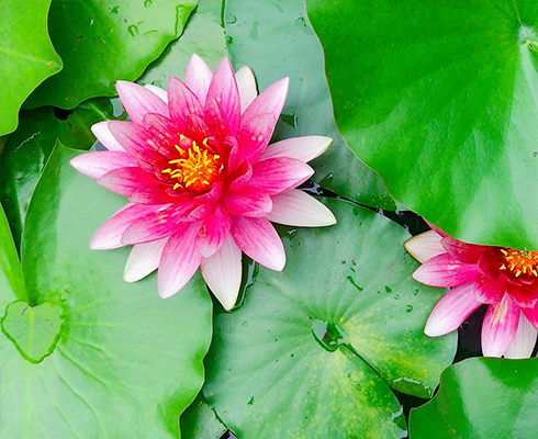 生前からのお申込みも可能